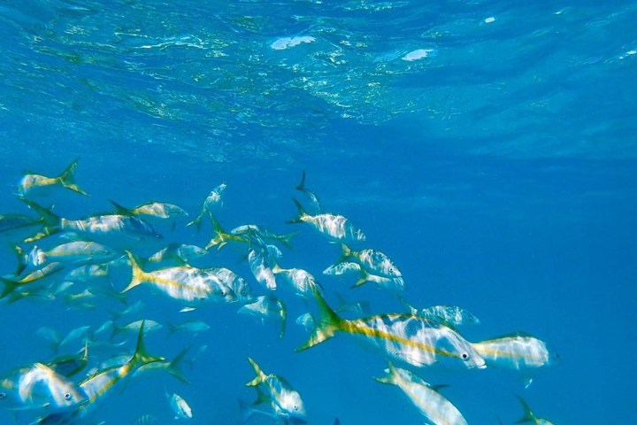 a flock of birds swimming in the water