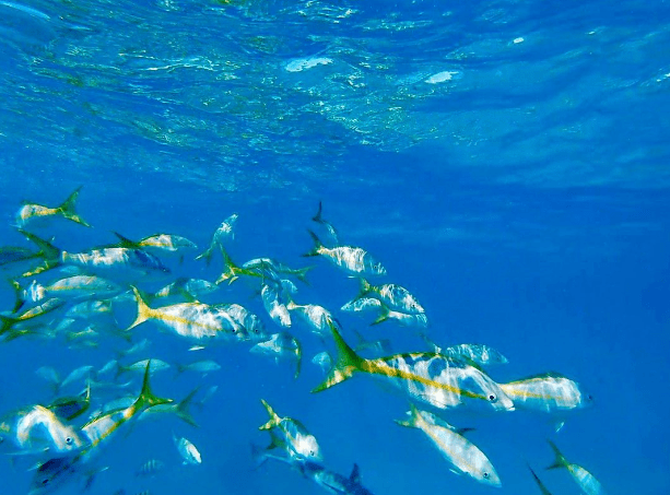 Icacos Island a flock of birds swimming in the water