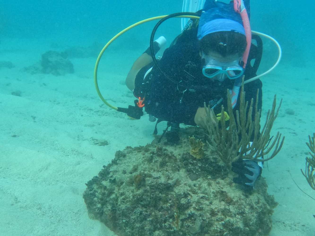 Scuba diver examining coral on a rocky seabed in clear blue water.
