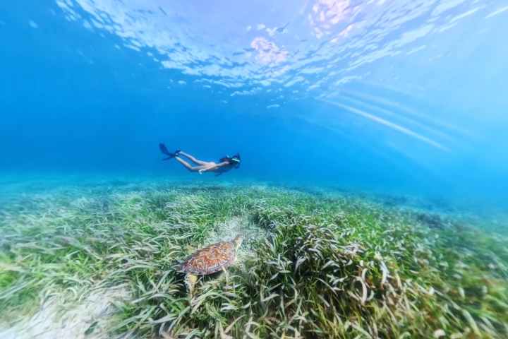 Person snorkeling above sea grass with a turtle underwater.