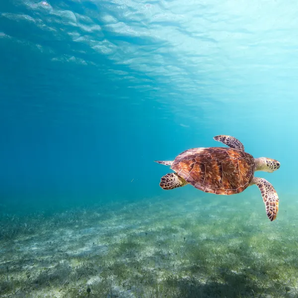 Sea turtle swimming underwater above a sandy ocean floor.
