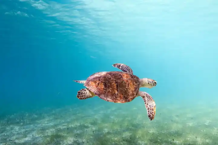 Sea turtle swimming underwater above sandy ocean floor.