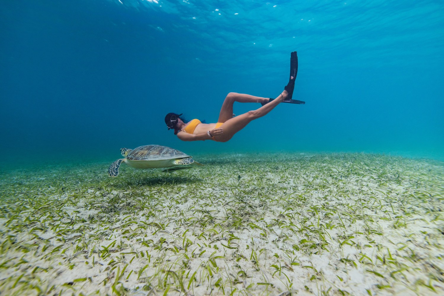 Snorkeler in yellow swimsuit swims alongside sea turtle over seagrass.