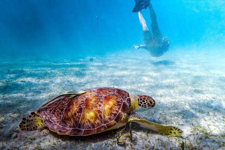 Underwater scene with sea turtle on sand and diver swimming nearby