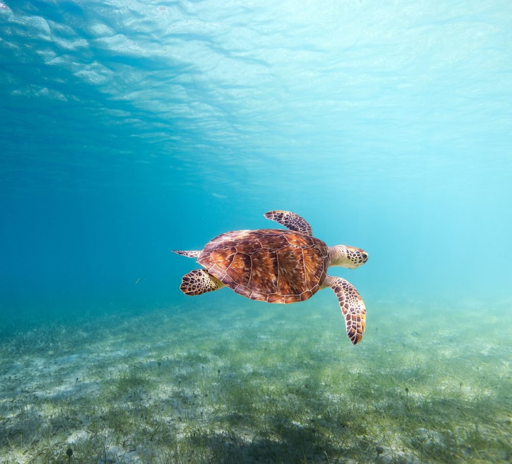 Sea turtle swimming underwater over seagrass in clear blue ocean.