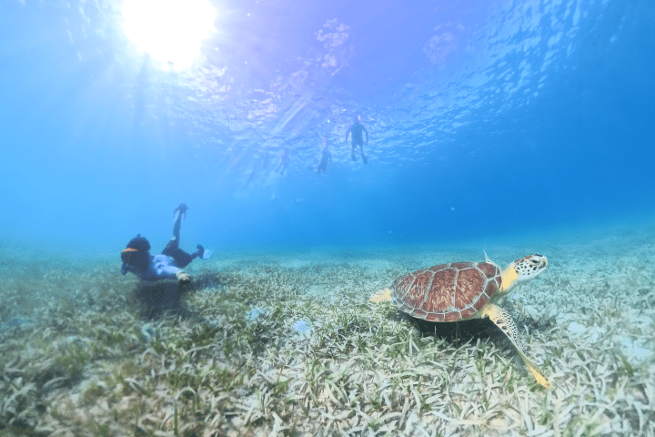 Underwater scene with a turtle and two snorkelers in clear blue water.