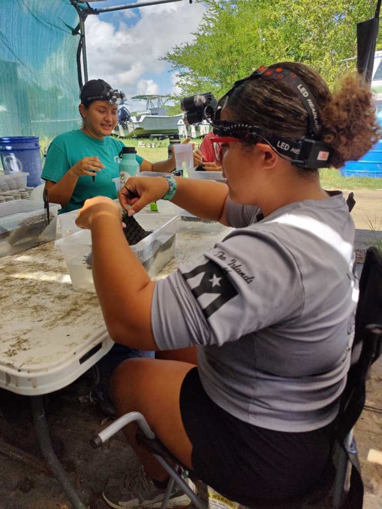Two people at a table with headlamps examining objects in trays outdoors.
