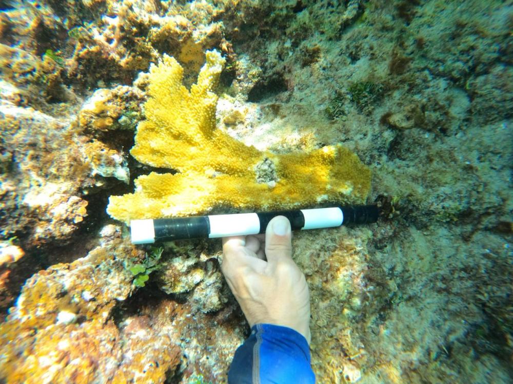 Underwater hand holding ruler near yellow coral on rocky seabed.
