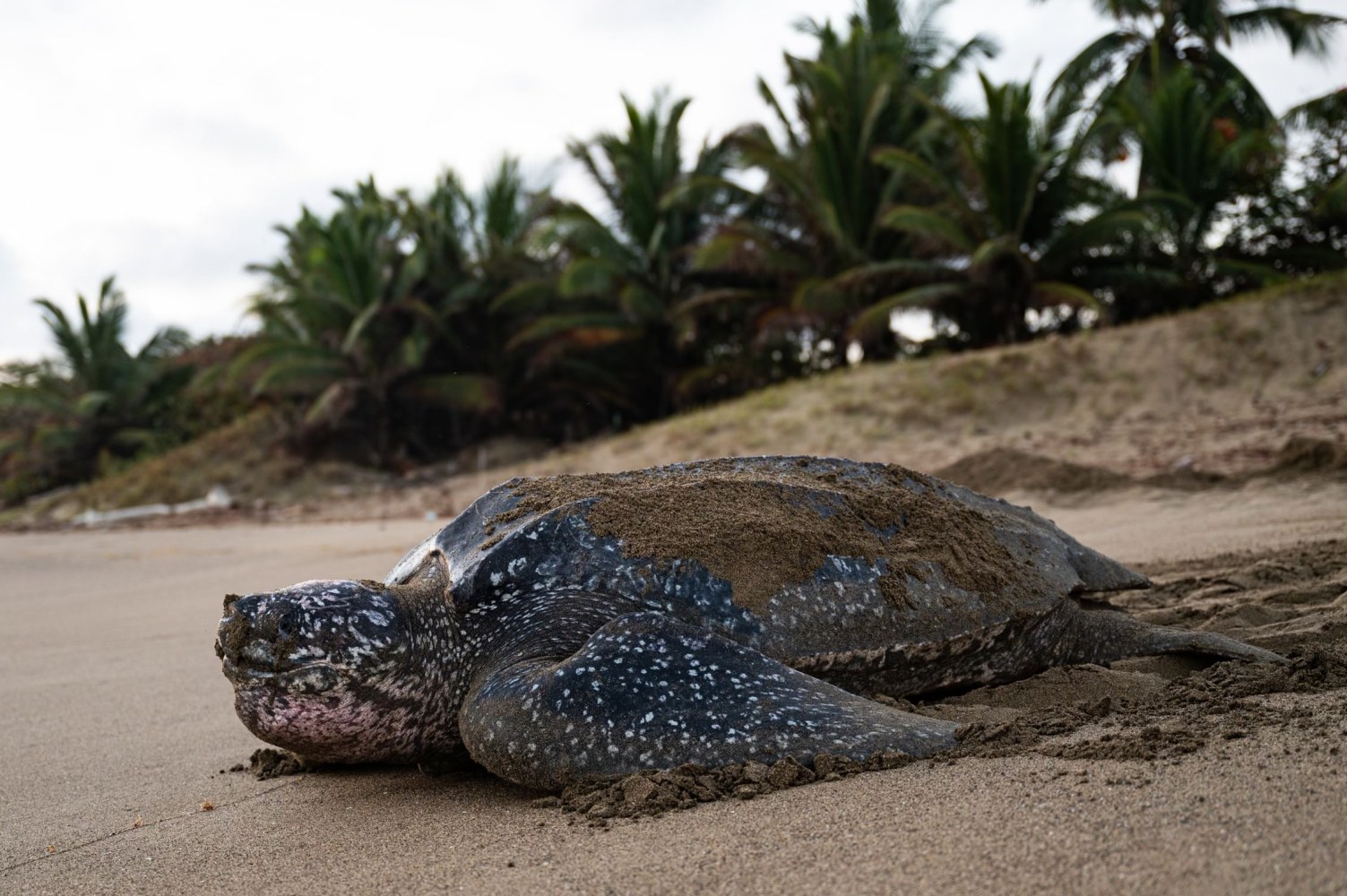 Sea turtle on sandy beach with palm trees in background.