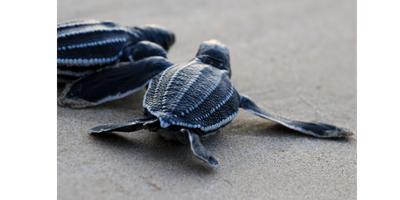 Two baby turtles on sandy beach heading to water.