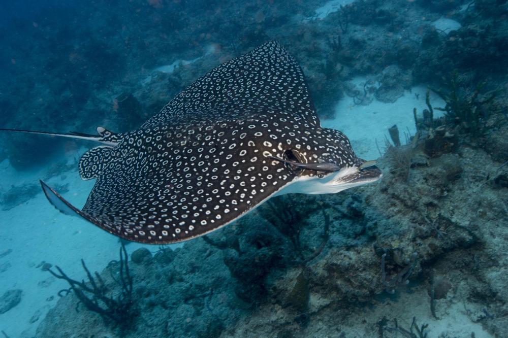 Spotted eagle ray swimming over coral reef underwater.