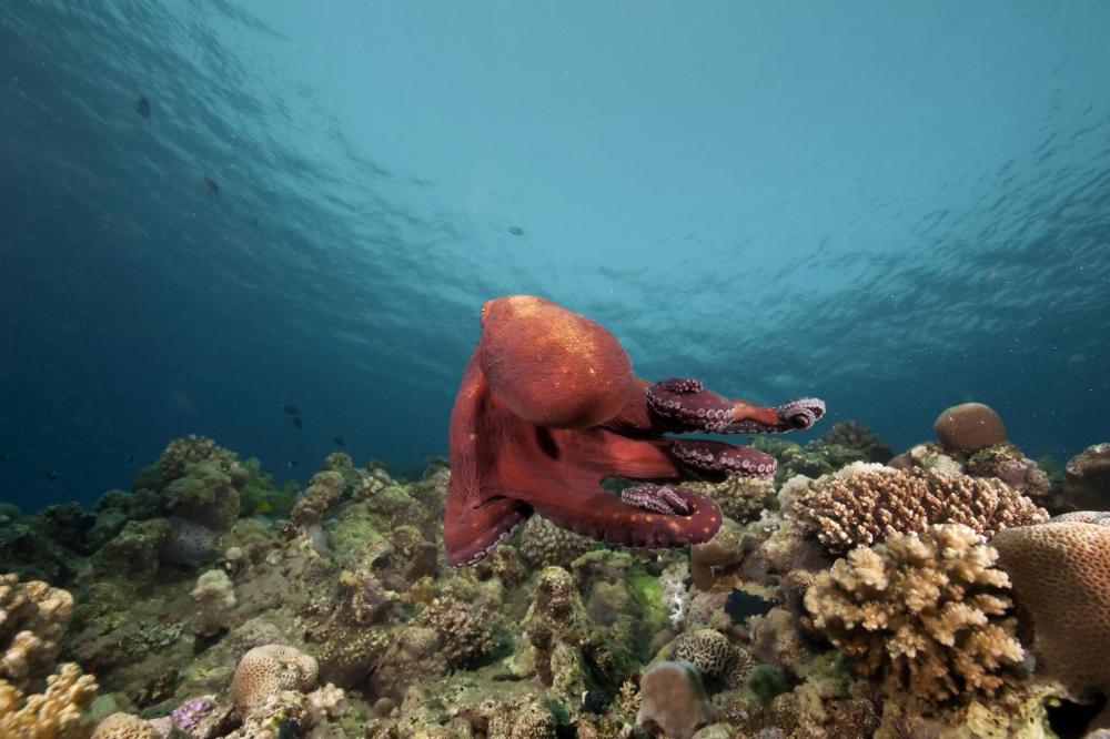 Octopus swimming over coral reef in clear ocean water.