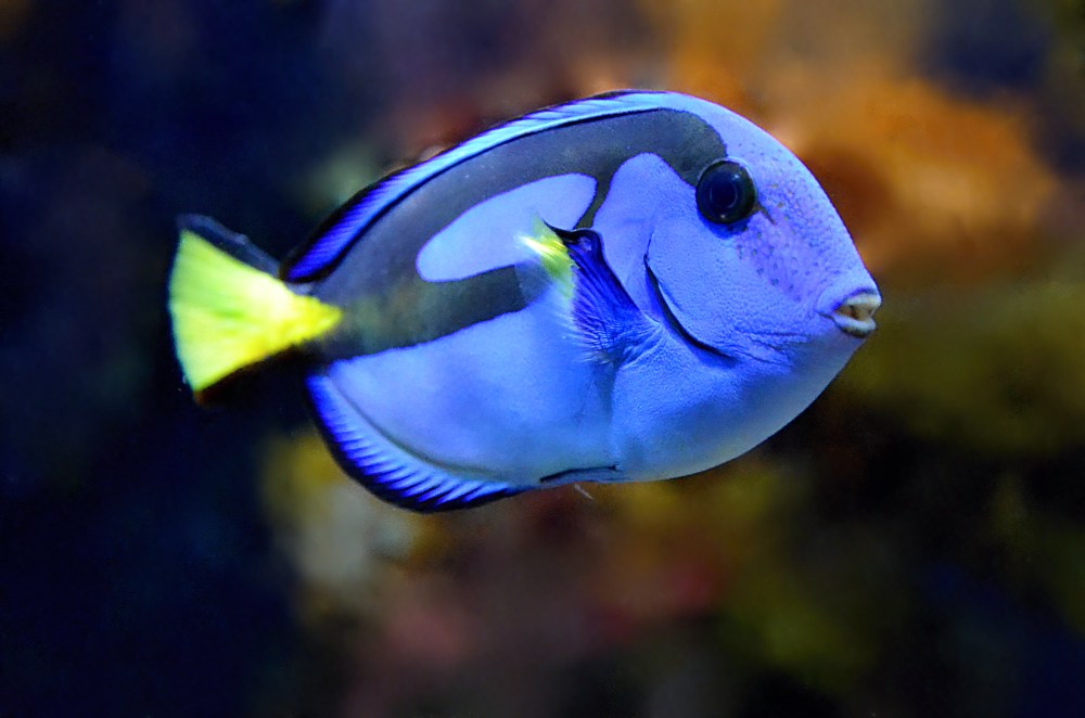 Blue tang fish with yellow tail swimming in an aquarium.