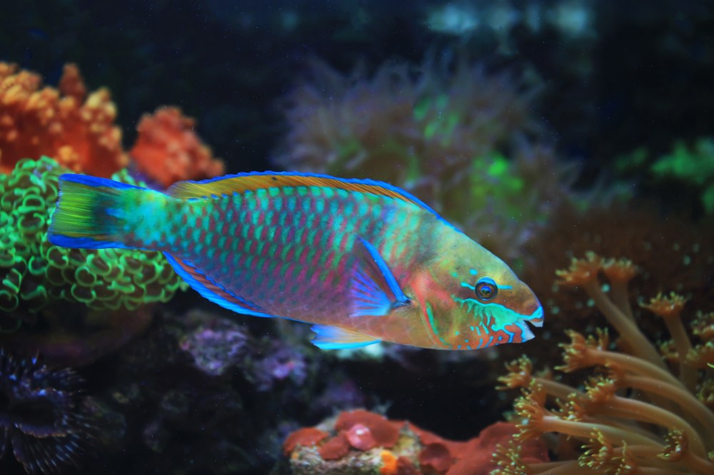 Colorful fish swimming near vibrant coral in a marine aquarium.
