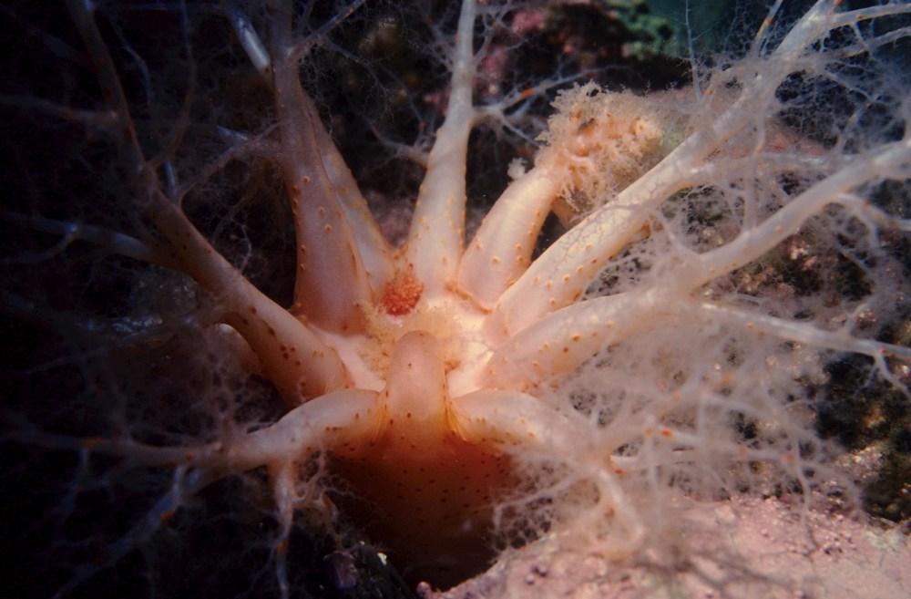 Close-up of a sea creature with long, translucent tentacles underwater.