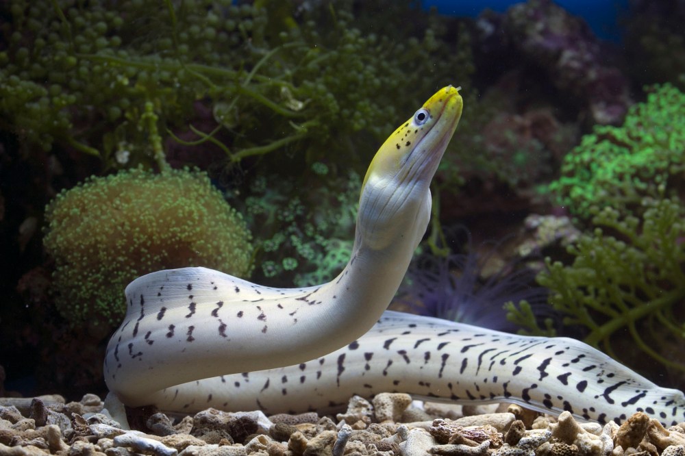 Yellow-mouthed eel with spotted body in an aquarium setting.