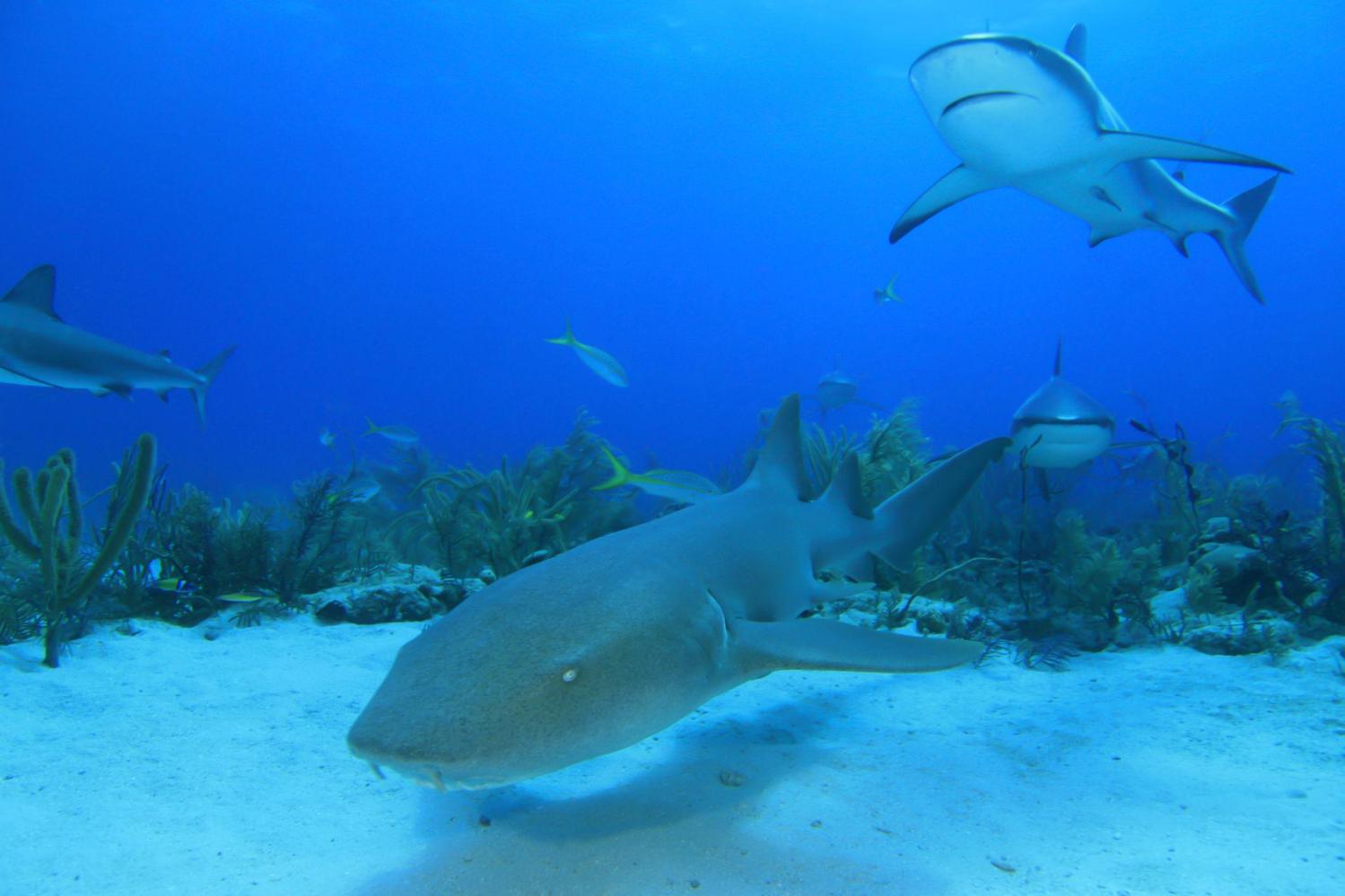 Four sharks swimming near the ocean floor with coral in the background.