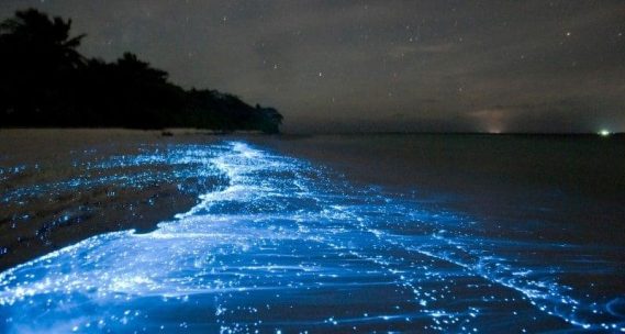 Bioluminescent waves glow blue on a beach at night with stars visible.