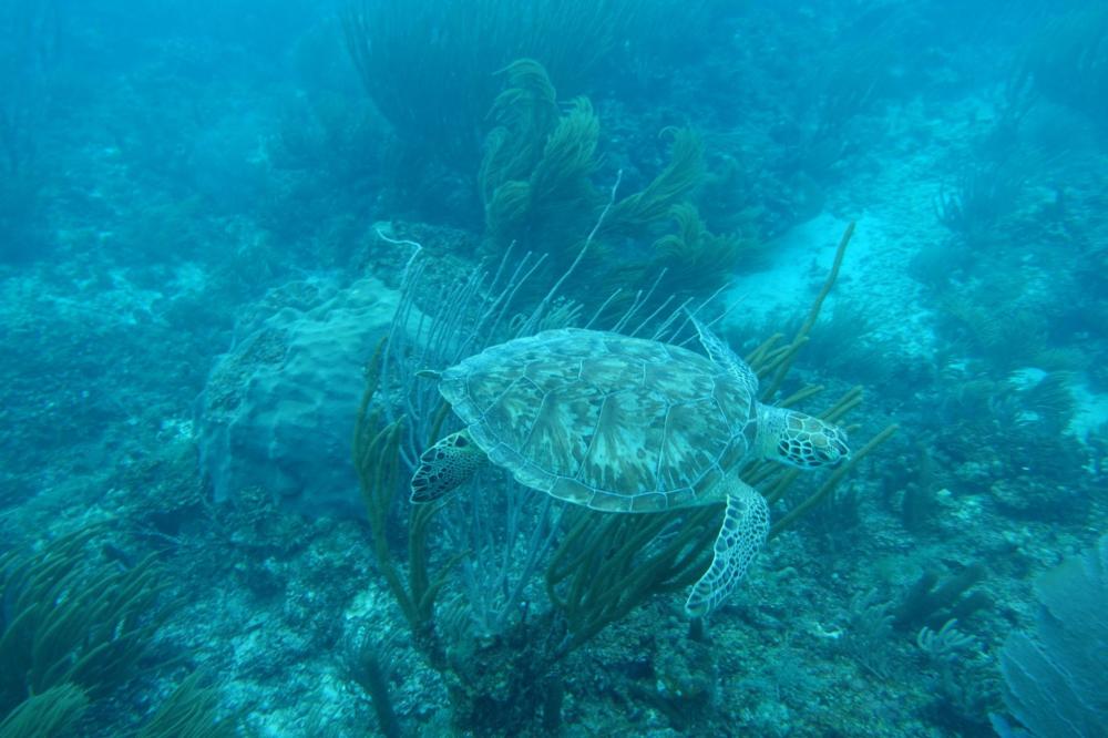 Sea turtle swimming over coral reef underwater.