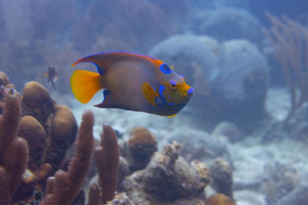 Colorful fish swimming among coral in the ocean.